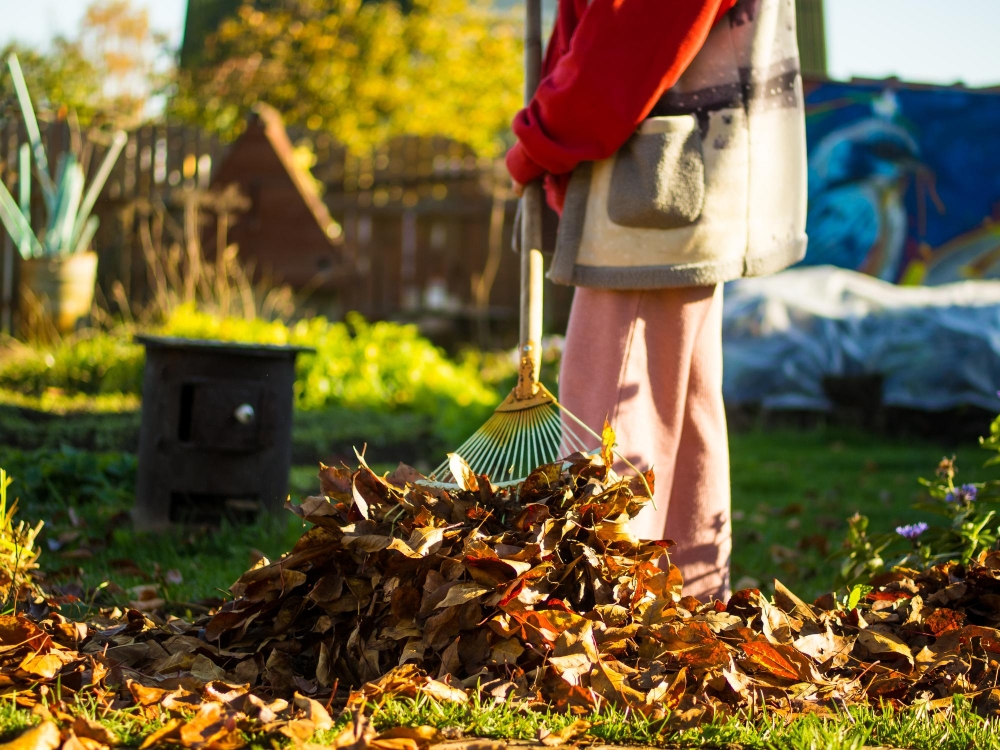 Eco-Friendly Garden Clearance Services